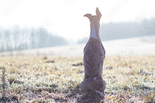 Cuadro en lienzo Whippet im Gegenlicht