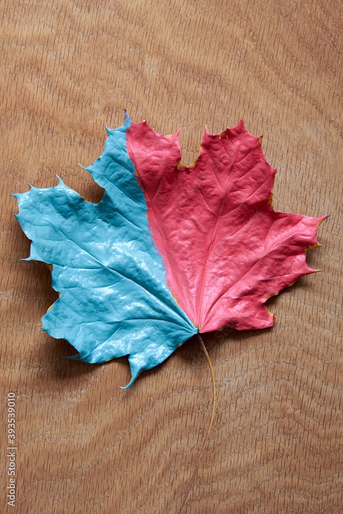 The maple leaf is half pink and half blue.
