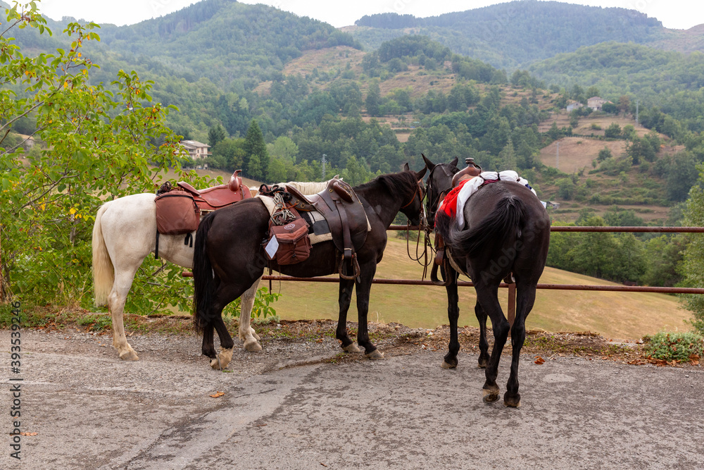 Cavallo Bardigiano