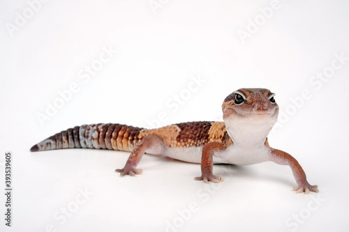 African fat-tailed gecko // Afrikanischer Fettschwanzgecko (Hemitheconyx caudicinctus) photo