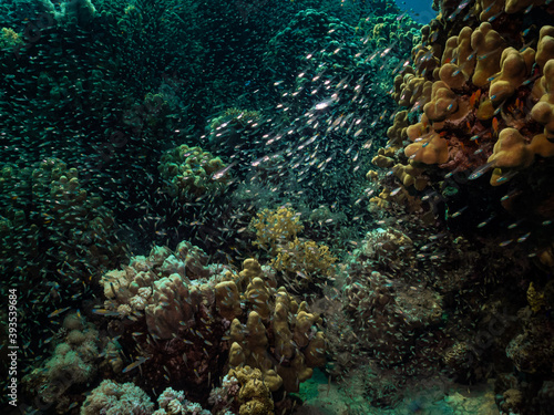 Fototapeta Naklejka Na Ścianę i Meble -  A Red Sea coral reef teeming with marine life. Picture from a reef outside Hurghada, Egypt