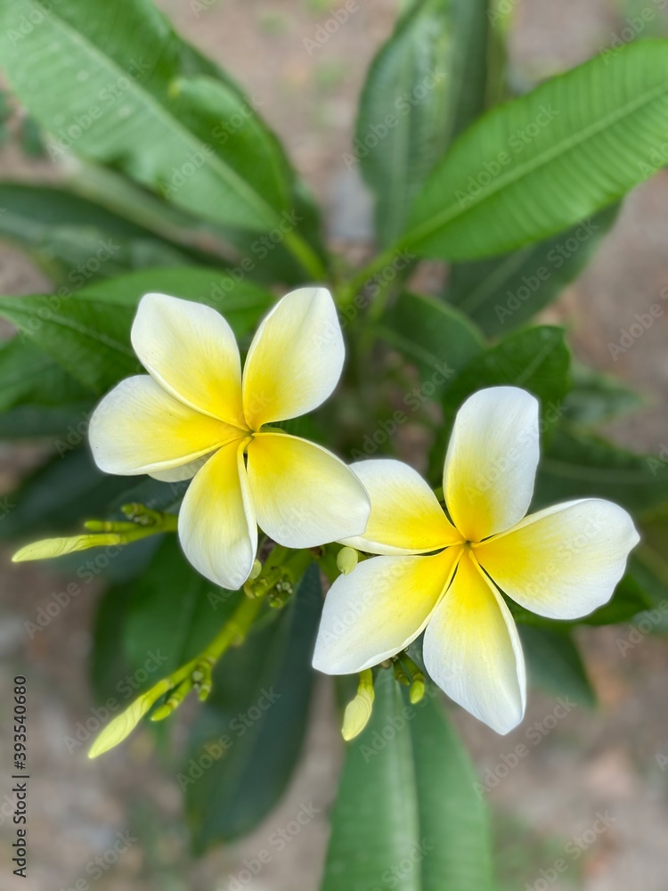 Obraz premium frangipani plumeria flowers