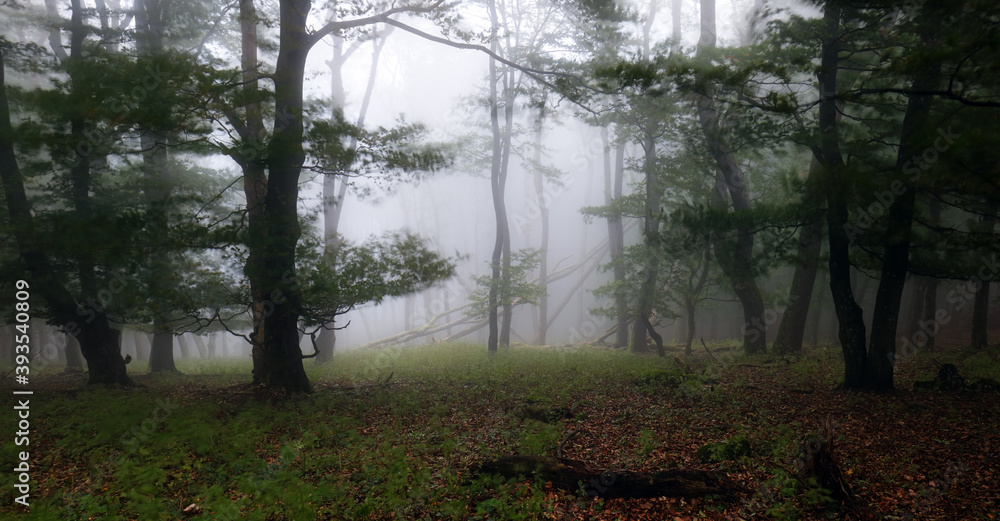 Foggy forest. Fairy tale spooky looking woods in a misty sunrise. Cold foggy morning in horror forest Foggy forest. Fairy tale spooky looking woods in a misty sunrise. Cold foggy morning in horror forest