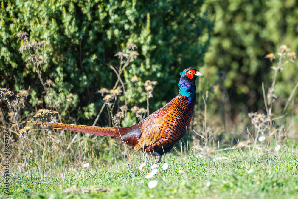 Fototapeta premium Ringneck Pheasant (Phasianus colchicus) male