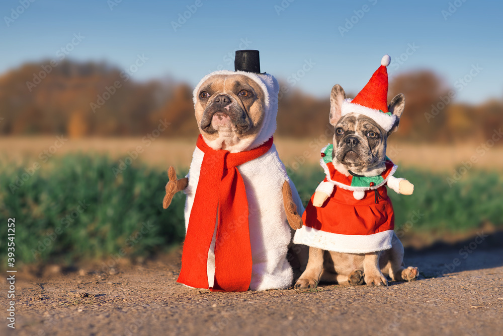 Bulldog christmas costumes cheap
