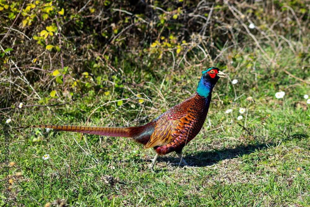 Fototapeta premium Ringneck Pheasant (Phasianus colchicus) male
