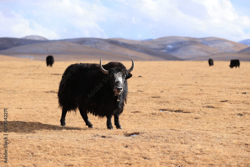 Tibet yak looking at camera in wither high altitude prairie Tibet yak looking at camera in wither high altitude prairie