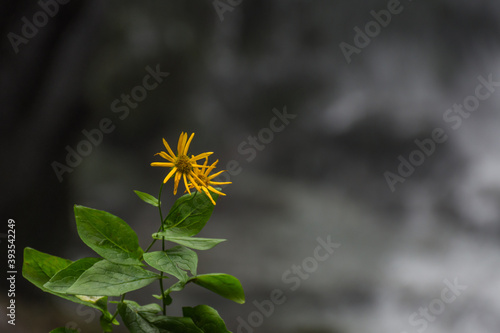 little delicate green yellow flower with grey back ground
