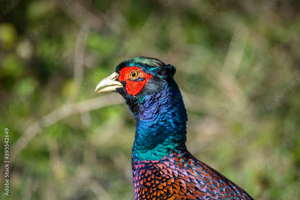 Fototapeta premium Ringneck Pheasant (Phasianus colchicus) male