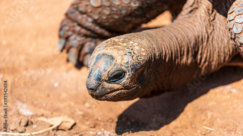 Animals from the Fasano safari zoo. Puglia