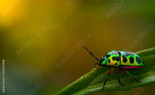 close up beautiful green ladybug on branch tree in nature at Thailand