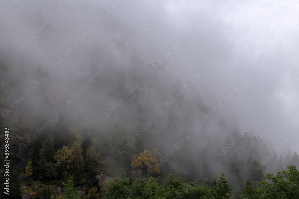 Panorama del bosco tra la nebbia con pini ed alberi