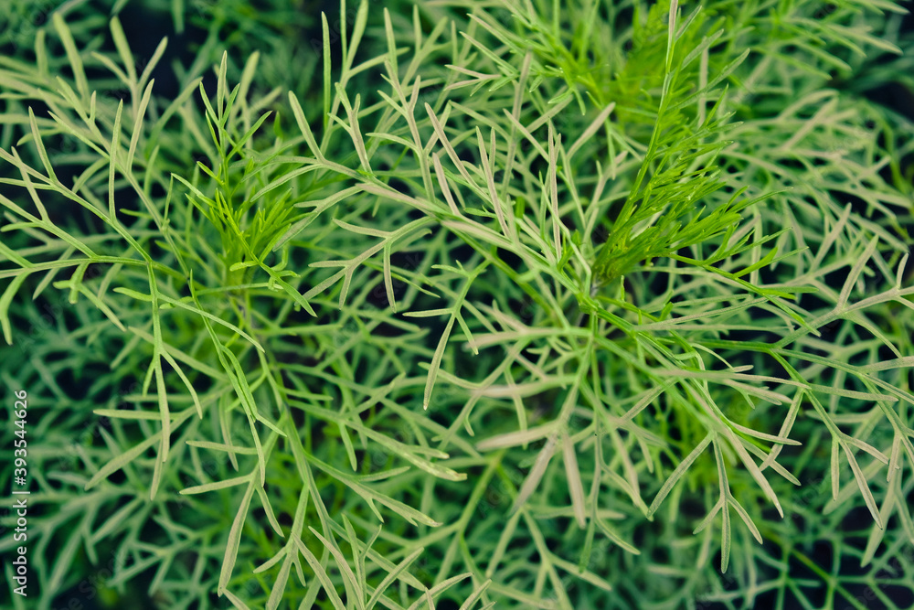 Thickets of asparagus. Asparagus thickets close-up. Summer green abstract background.