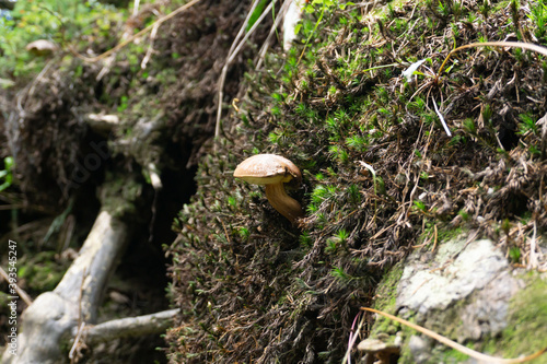 Mushroom in the forest that surrounds Feldsee lake at Feldberg mountain, Black Forest, Baden-Württemberg, Germany