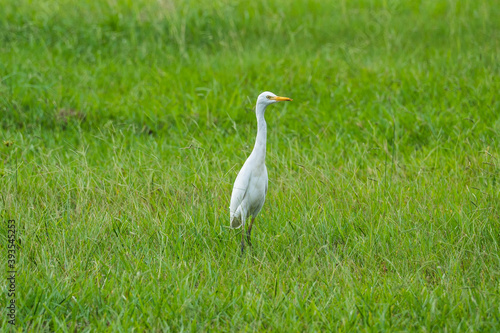 Egret in the grass