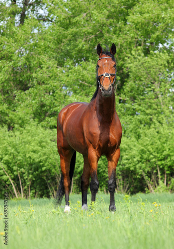Thoroughbred race horse in nature background