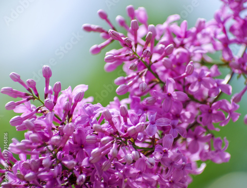 Lilac blossoming branches  Selective focus