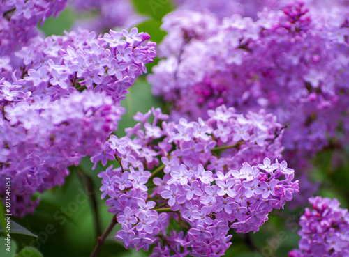 Fototapeta Naklejka Na Ścianę i Meble -  Lilac blossoming branches, Selective focus