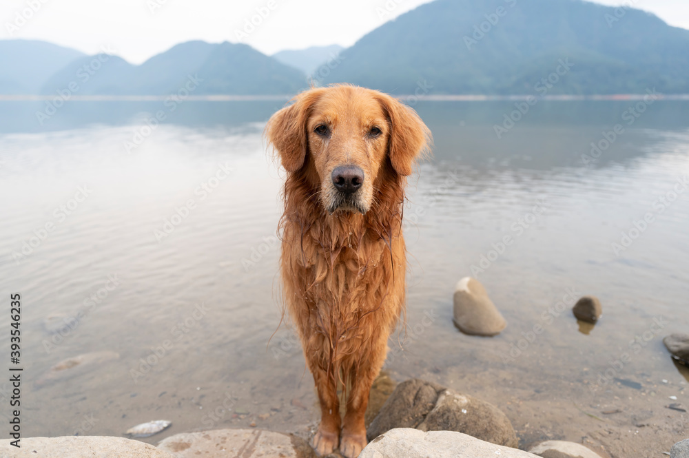 Golden Retriever standing in the water by the lake