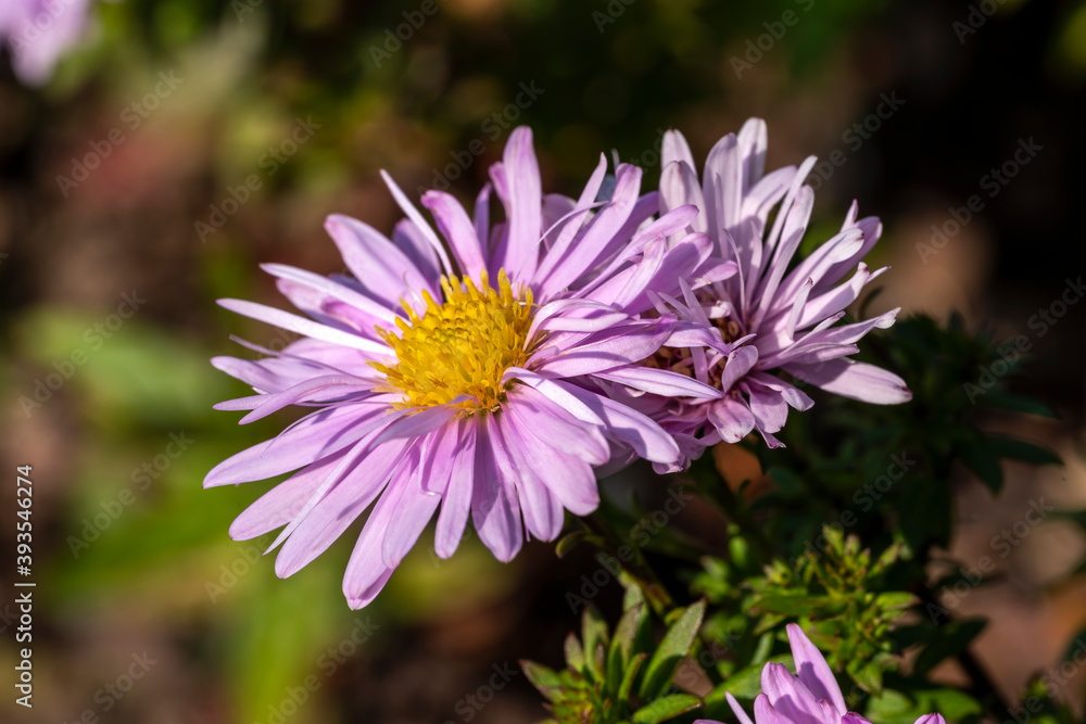 Aster Autumn Jewels 'Rose Quartz' a pink herbaceous perennial summer autumn flower plant commonly known as Michaelmas daisy, stock photo image Aster Autumn Jewels 'Rose Quartz' a pink herbaceous perennial summer autumn flower plant commonly known as Michaelmas daisy, stock photo image