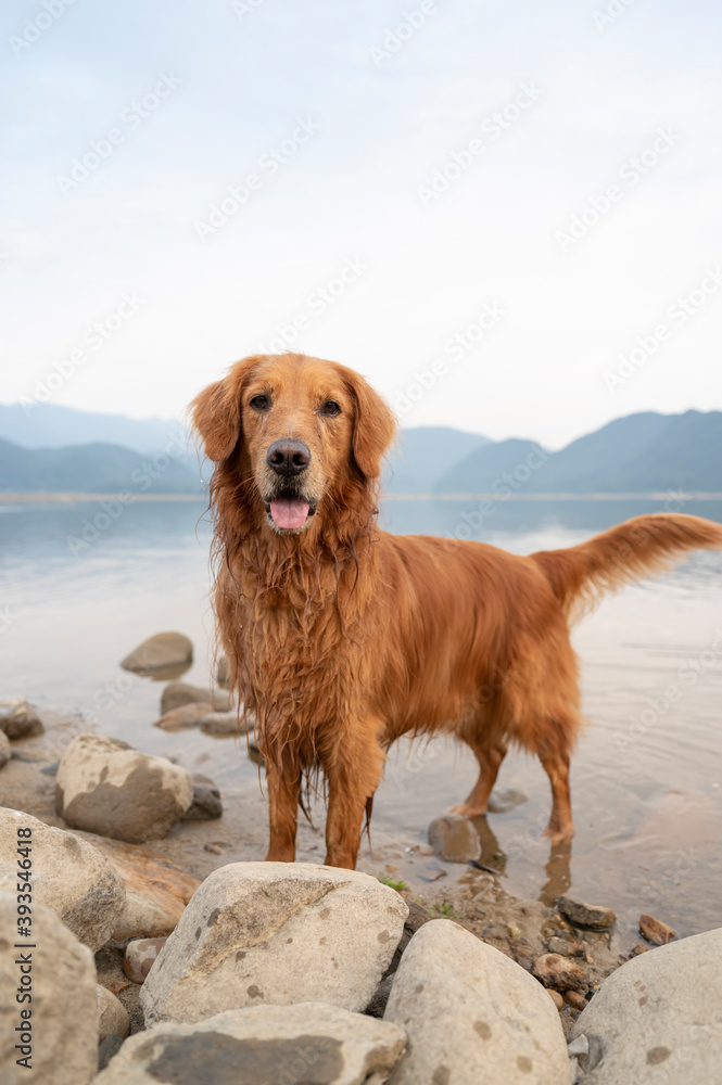 Golden Retriever standing in the water by the lake