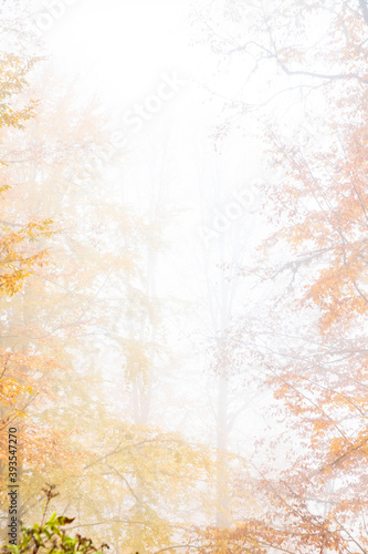 Trees in the forest in fog in autumn
