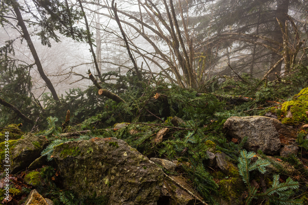 Fototapeta premium Fallen pine tree in the Valley Val d’Astau, southwest of Bagneres de Luchon in the French Pyrenees. The trail to Lake d'Oô, Haute-Garonne, France.