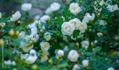 White roses on the bush, macro, rose garden