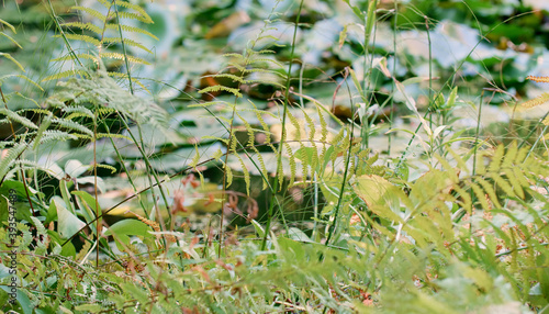 Green gras and in the background a pond with aquatic plants and leaves of water lilies