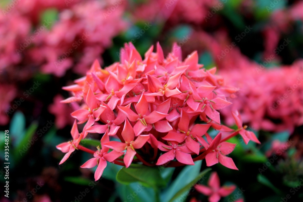 pink flowers in the garden