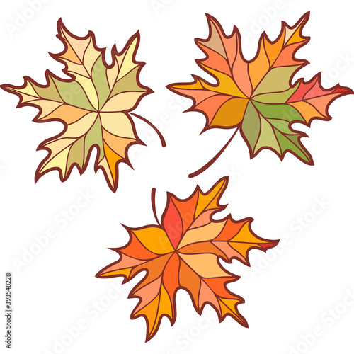 autumn orange and dark green dry leaves pattern and orange leaf on white.