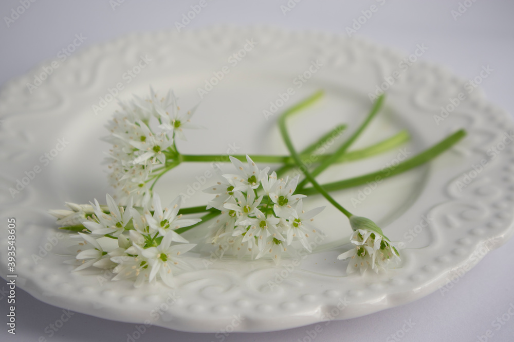 Allium ursinum wild bears garlic flowers in bloom, white rmasons buckrams flowering plants on the plate Allium ursinum wild bears garlic flowers in bloom, white rmasons buckrams flowering plants on the plate