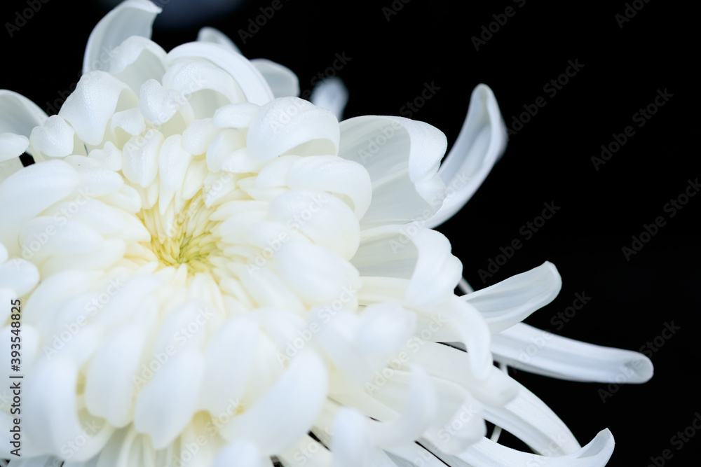 美濃菊　和菊　chrysanthemum