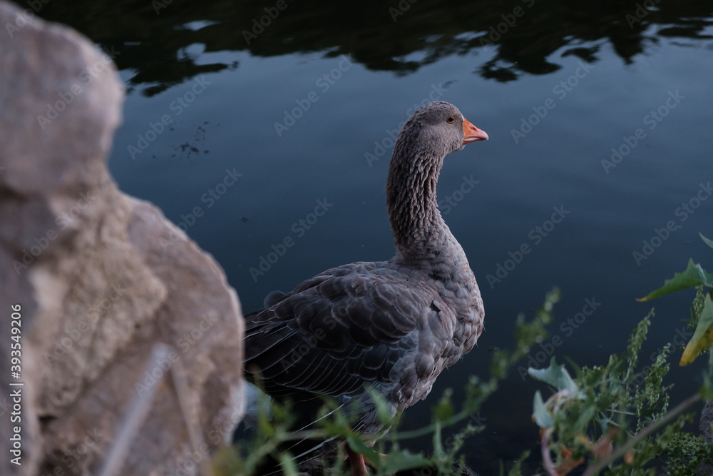 Fototapeta premium Ducks hunt for fish between lily