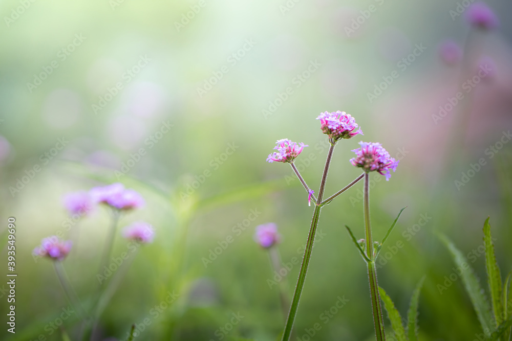 The background image of the colorful flowers The background image of the colorful flowers