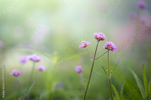 The background image of the colorful flowers © teerawit