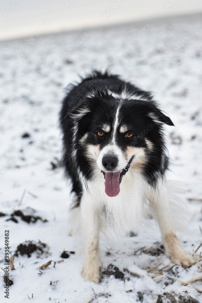 Fototapeta premium Tricolor border collie is going on the field in the snow. He is so fluffy dog.