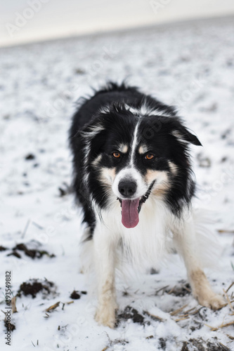 Tricolor border collie is going on the field in the snow. He is so fluffy dog.