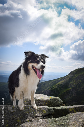 Border collie is standing on the stones. He is so crazy happy dog on the trip.