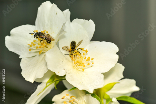 Two little bees collect nectar on beautiful flowers.