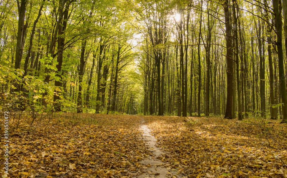 Obraz premium Autumn forest trees. Nature yellow wood sunlight backgrounds.