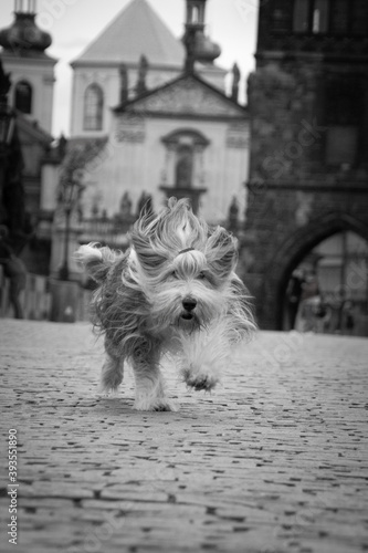 Bearded collie is running on bridge. He was in center of Prague. She is so patient model.
