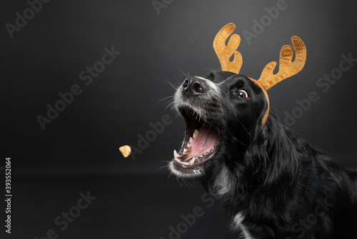 Christmas portrait of a black dog wearing reindeer antlers catching a treat on a black background.