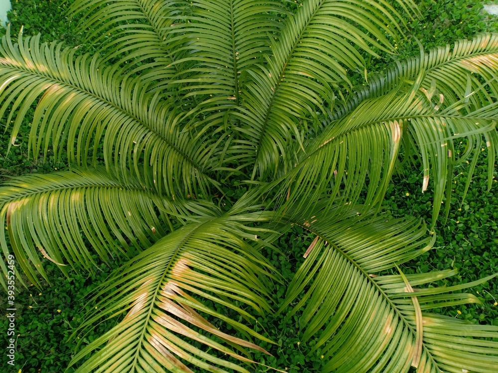 cycas revoluta plant that grows in front of the house cycas revoluta plant that grows in front of the house