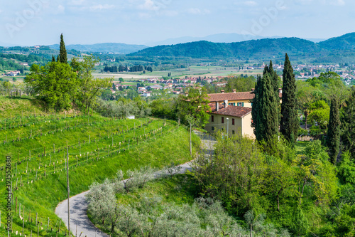 Flowers and vineyards on the hills of the Collio Friulano.