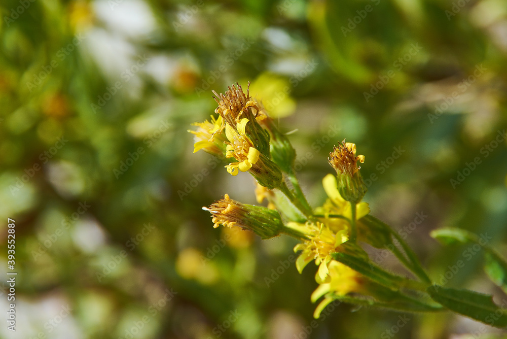 Dittrichia viscosa Dittrichia viscosa