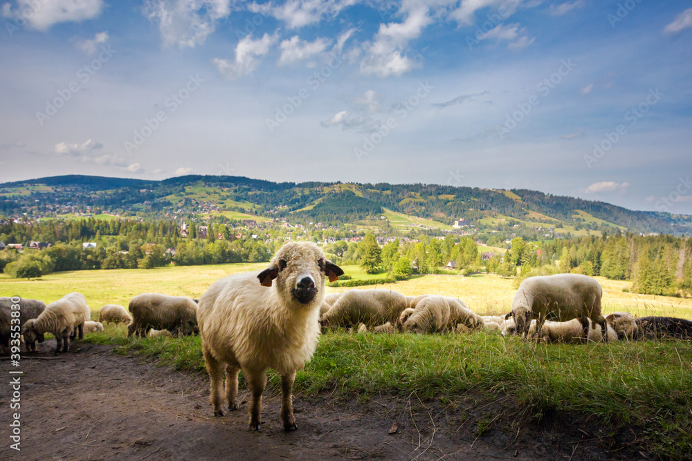 Sheeps on the Tatry mountains