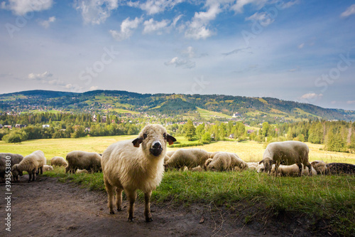 Obraz na płótnie Sheeps on the Tatry mountains w salonie