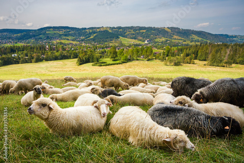 Fototapeta Naklejka Na Ścianę i Meble -  Sheeps on the Tatry mountains