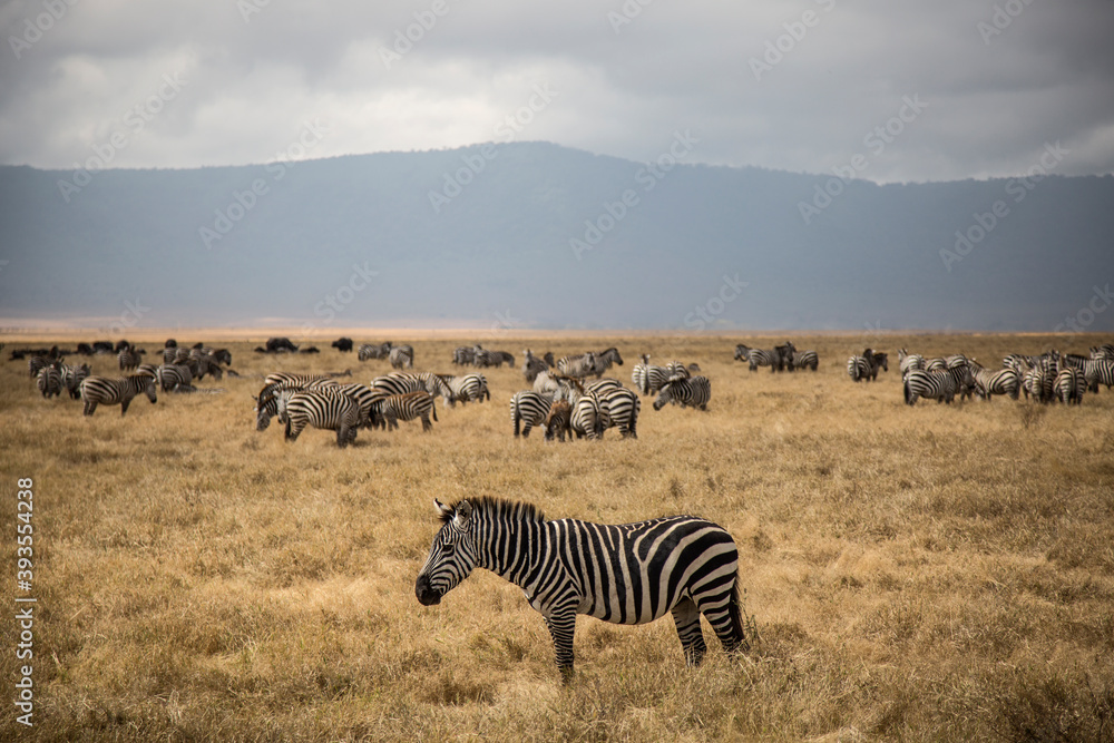 Naklejka premium Group of zebras in the african savanna